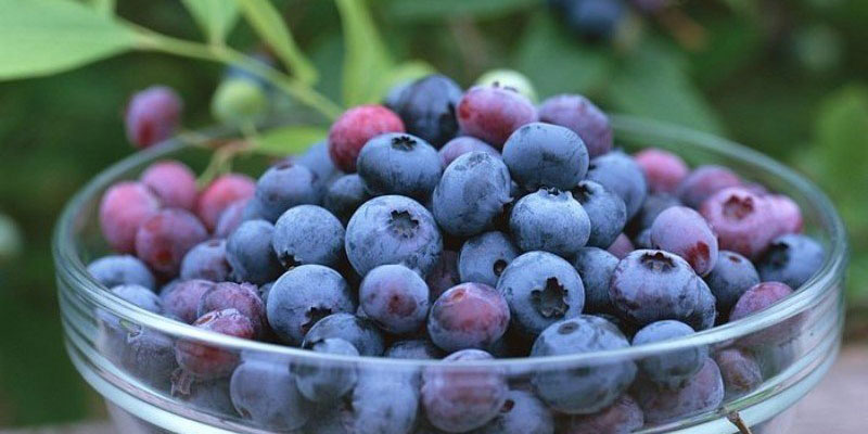 Ăn nhiều blueberry có tốt không